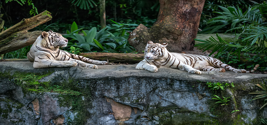 Alexandria Zoological Park